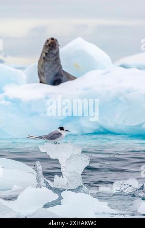 Sterne arctique, Sterna paradisaea, et otaries à fourrure de l'Antarctique, Arctocephalus gazella, reposant sur la glace, crique de Cierva, Antarctique Banque D'Images