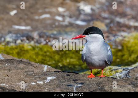 Sterne arctique, Sterna paradisaea, sur l'île de Flatey, Islande Banque D'Images