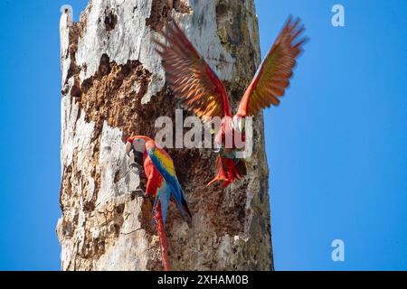 Une paire d'aras écarlate, Ara macao, au nid des jardins botaniques Casa Orquídeas, Golfo Dulce, Costa Rica Banque D'Images