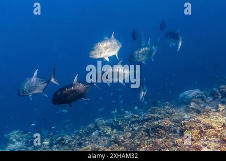 Trevally géant, Caranx ignobilis, île de Batu Bolong, parc national de Komodo, Indonésie, océan Indo-Pacifique Banque D'Images