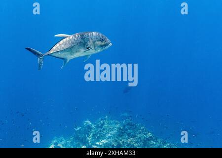 Trevally géant, Caranx ignobilis, île de Batu Bolong, parc national de Komodo, Indonésie, océan Indo-Pacifique Banque D'Images