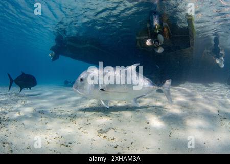 Trevally géant, Caranx ignobilis, One Foot Island, Aitutaki, Îles Cook, océan Pacifique Sud Banque D'Images