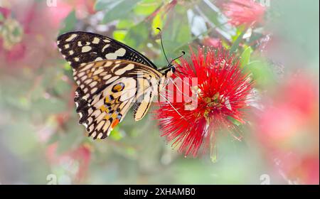 Queue d'araignée à damier (Papilio demoleus) se nourrissant de fleur de melaleuca rouge vue à travers le feuillage flou de la zone floue, Queensland, Australie Banque D'Images