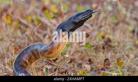 Python à tête noire (Aspidites melanocephalus) s'élevant en s'enroulant pour frapper avec la langue dans les prairies, Georgetown Queensland, Australie Banque D'Images