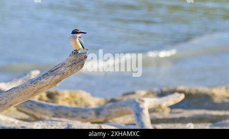 roi pêcheur sacré (Todiramphus sanctus) perché sur du bois flotté sur la plage de l'océan au soleil du matin, Karumba, Queensland, Australie Banque D'Images