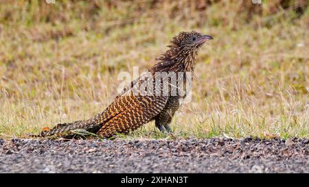 Un coucal Pheasant (Centropus phasianinus) coucous sur le bord d'une route dans l'herbe dans le plumage non reproductif, Queensland, Australie Banque D'Images