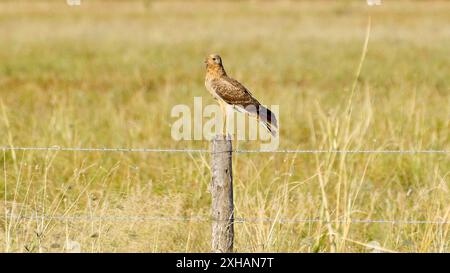 Un oiseau de proie Swamp harrier (Circus approximans) sur un poteau de clôture dans les prairies jaunes sèches, Queensland, Australie Banque D'Images