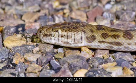 Gros plan du python d'enfants (Antaresia childreni) sur une route pierreuse la nuit sous la lumière d'une torche, Queensland, Australie Banque D'Images