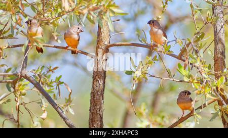 Groupe de pinsons zébrés australiens immatures (Taeniopygia castanotis) perché dans un arbre par jour ensoleillé avec des brindilles de feuilles à Burketown, Queensland, Australie Banque D'Images