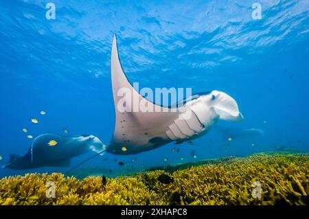 Raie manta du récif, Mobula alfredi, se faire nettoyer par les poissons du récif à la station de nettoyage, Yap, Micronésie, Océan Pacifique Banque D'Images