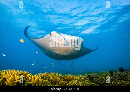 Raie manta du récif, Mobula alfredi, se faire nettoyer par les poissons du récif à la station de nettoyage, Yap, Micronésie, Océan Pacifique Banque D'Images