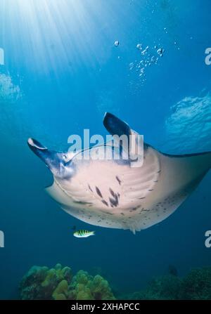 Raie manta du récif, Mobula alfredi, Yap, Micronésie, Océan Pacifique Banque D'Images