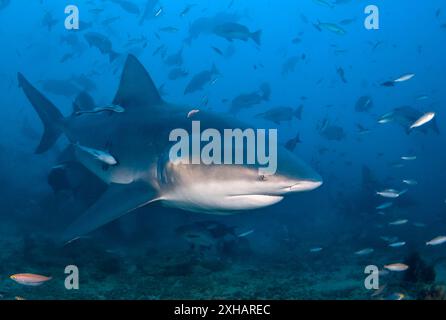 Requin taureau, Carcharhinus leucas, lagune de Beqa, Fidji, océan Pacifique Sud Banque D'Images