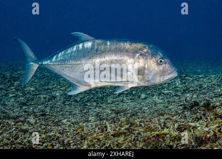 Trevally géant, Caranx ignobilis, Serbete, East Nusa Tenggara, petites îles de la Sunda, Indonésie, Océan Pacifique Banque D'Images