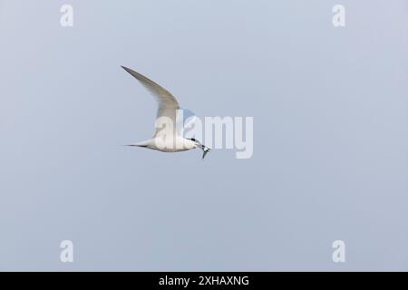 Sterna sandvicensis, adulte volant avec des poissons en bec, réserve Minsmere RSPB, Suffolk, Angleterre, juin Banque D'Images