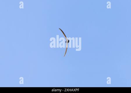Apus rapides communs, vol adulte, Suffolk, Angleterre, juin Banque D'Images