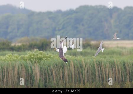 Mouette à dos noir Larus fuscus, adulte volant, battue par Sterna hirundo, 3 adultes, réserve Minsmere RSPB, Suffolk, Angleterre Banque D'Images