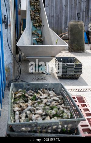 Voyager en France, vieilles cabanes en bois et élevages d'huîtres dans le village de Gujan-Mestras, culture, pêche et vente de coquillages d'huîtres fraîches, Arcachon b Banque D'Images