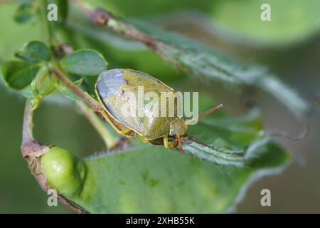 Gros plan sur une gousse de Cytisus scoparius (syn. Sarothamnus scoparius), balai commun Banque D'Images