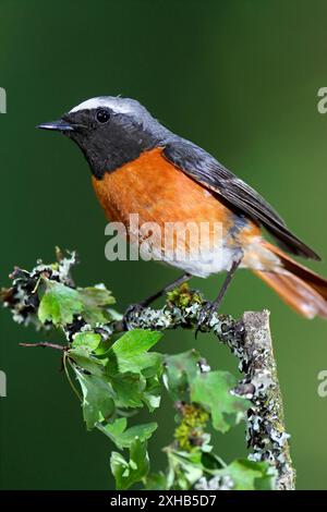 REDSTART, homme, Royaume-Uni Banque D'Images