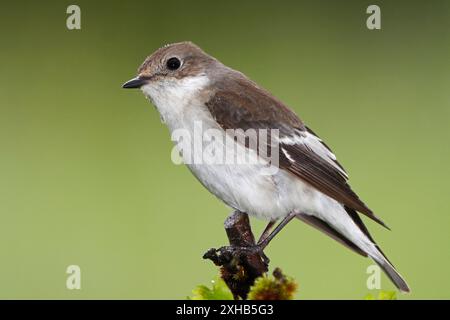 Ficedula hypoleuca (Ficedula hypoleuca), femelle, membre d'un couple reproducteur, Royaume-Uni. Banque D'Images