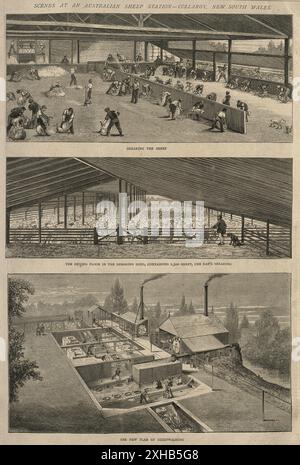 Station de moutons australiens, moutons de cisaillement, hangar, lavage de moutons, Collaroy Nouvelle-Galles du Sud, victorien des années 1870 Banque D'Images