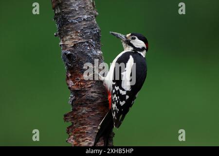 GREAT SPOTTED WOODPECKER (Dendrocopos major) sur un tronc d'arbre, au Royaume-Uni. Banque D'Images