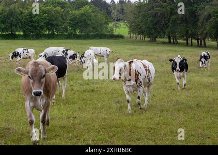 Kühe auf einer Weide in der Nähe von Marienheide-Gimborn Bergisches Land NRW . Kühe *** vaches sur un pâturage près de Marienheide Gimborn Bergisches Land vaches NRW Banque D'Images