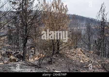 Arbres morts et forêt morte après un incendie de forêt massif. Incendie de forêt en cas de catastrophe naturelle Banque D'Images