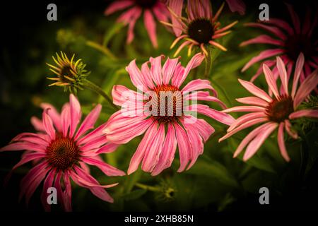 Gros plan sur des coneflowers roses éclatants en pleine floraison, mettant en valeur leurs couleurs saisissantes et leurs pétales délicats dans un jardin luxuriant. Photo sombre Banque D'Images