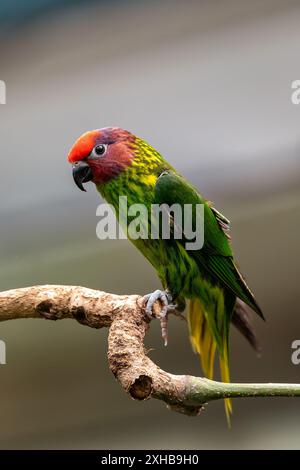 Le Lorikeet de Goldie, avec son plumage vert éclatant et sa couronne rouge, a été repéré perché sur une branche. Cette photo capture sa présence colorée dans un t Banque D'Images