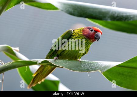 Le Lorikeet de Goldie, avec son plumage vert éclatant et sa couronne rouge, a été repéré perché sur une branche. Cette photo capture sa présence colorée dans un t Banque D'Images