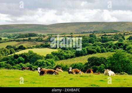 Paysage de pâturage de bovins dans la partie supérieure de la vallée de la Roe au nord-ouest de Glenshane Pass, près de Dungive et Limavady, comté de Derry, Irlande Banque D'Images