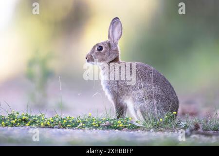 Une image de bas niveau d'un lapin Oryctolagus cuniculus semblant curieux. Terres arables North Norfolk UK. Banque D'Images