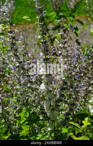 Sauge de la palourde (Salvia; sclérotique).KIT Karlsruhe, Bade-Wurtemberg, Allemagne Banque D'Images