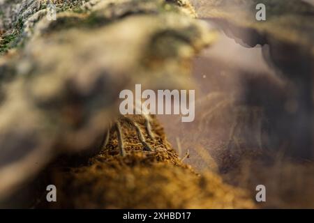 Pattes poilues de la jeune Brachypelma Harmorri ou Brachypelma Smithi Tarantula femelle araignée dans son enceinte avant Molt. Banque D'Images