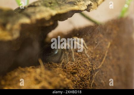 Un jeune Brachypelma Harmorri ou Brachypelma Smithi Tarantula femelle araignée dans son enceinte avant Molt. Le gros abdomen brillant est un signe qu'un mol Banque D'Images