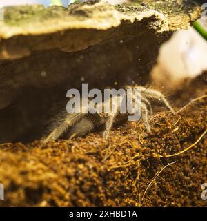 Un jeune Brachypelma Harmorri ou Brachypelma Smithi Tarantula femelle araignée dans son enceinte avant Molt. Banque D'Images