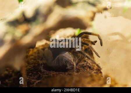 Procédé de mue d'araignée femelle de Brachypelma Harmorri ou Brachypelma Smithi Tarantula juvénile Banque D'Images