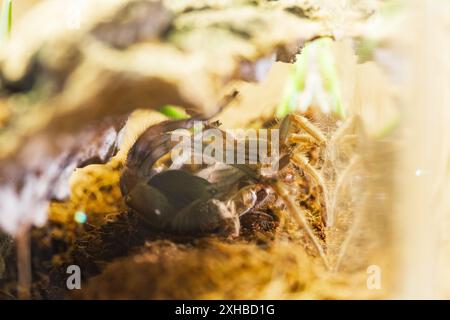 Procédé de mue d'araignée femelle de Brachypelma Harmorri ou Brachypelma Smithi Tarantula juvénile Banque D'Images