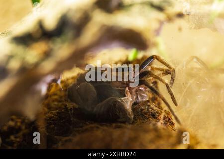 Procédé de mue d'araignée femelle de Brachypelma Harmorri ou Brachypelma Smithi Tarantula juvénile Banque D'Images