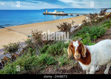 Chèvre en focus sur East Cliff Bournemouth, avec plage et jetée en arrière-plan flou. Banque D'Images