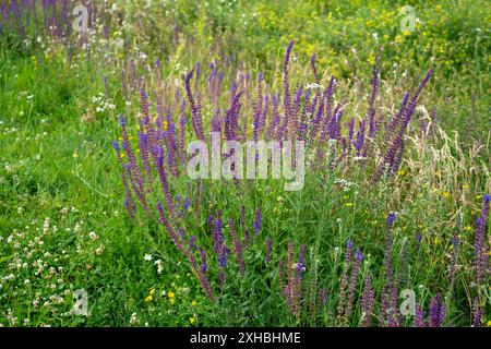 plante de sauge sauvage sur la prairie Banque D'Images