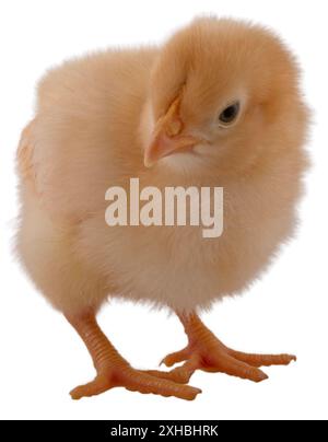 Jeune et brillant buff jaune Orpington poulet poussin ressemblant à il est fou ou suspect de quelque chose d'isolé dans un tournage de studio. Banque D'Images