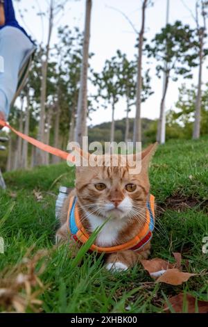 Un chat portant un harnais coloré, allongé sur l'herbe avec une laisse tenue par une personne assise à l'arrière-plan. Arbres et un paysage verdoyant luxuriant Banque D'Images