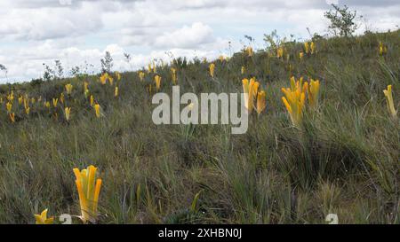 Pichets jaunes de la broméliade carnivore Brocchinia reducta dans le Gran Sabana, Venezuela Banque D'Images