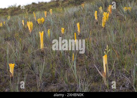 Brocchinia reducta broméliade carnivore avec pichets jaunes dans le Gran Sabana, Venezuela Banque D'Images