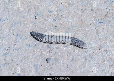 Proserpine Hawkmoth (Proserpinus proserpina), gros plan chenille. Banque D'Images