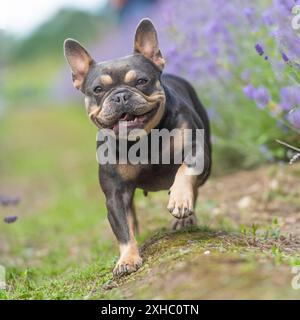 bouledogue français courant vers la caméra dans des fleurs colorées Banque D'Images