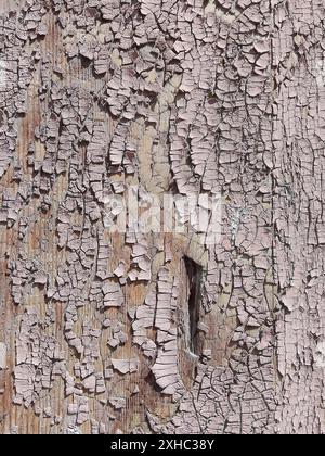 Cette image capture les textures complexes d'une surface en bois altérée avec des restes de peinture bleue vintage qui s'écaillent au fil du temps. Le charme rustique Banque D'Images